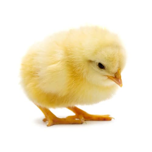 Close-up of a healthy yellow chick on poultry bedding