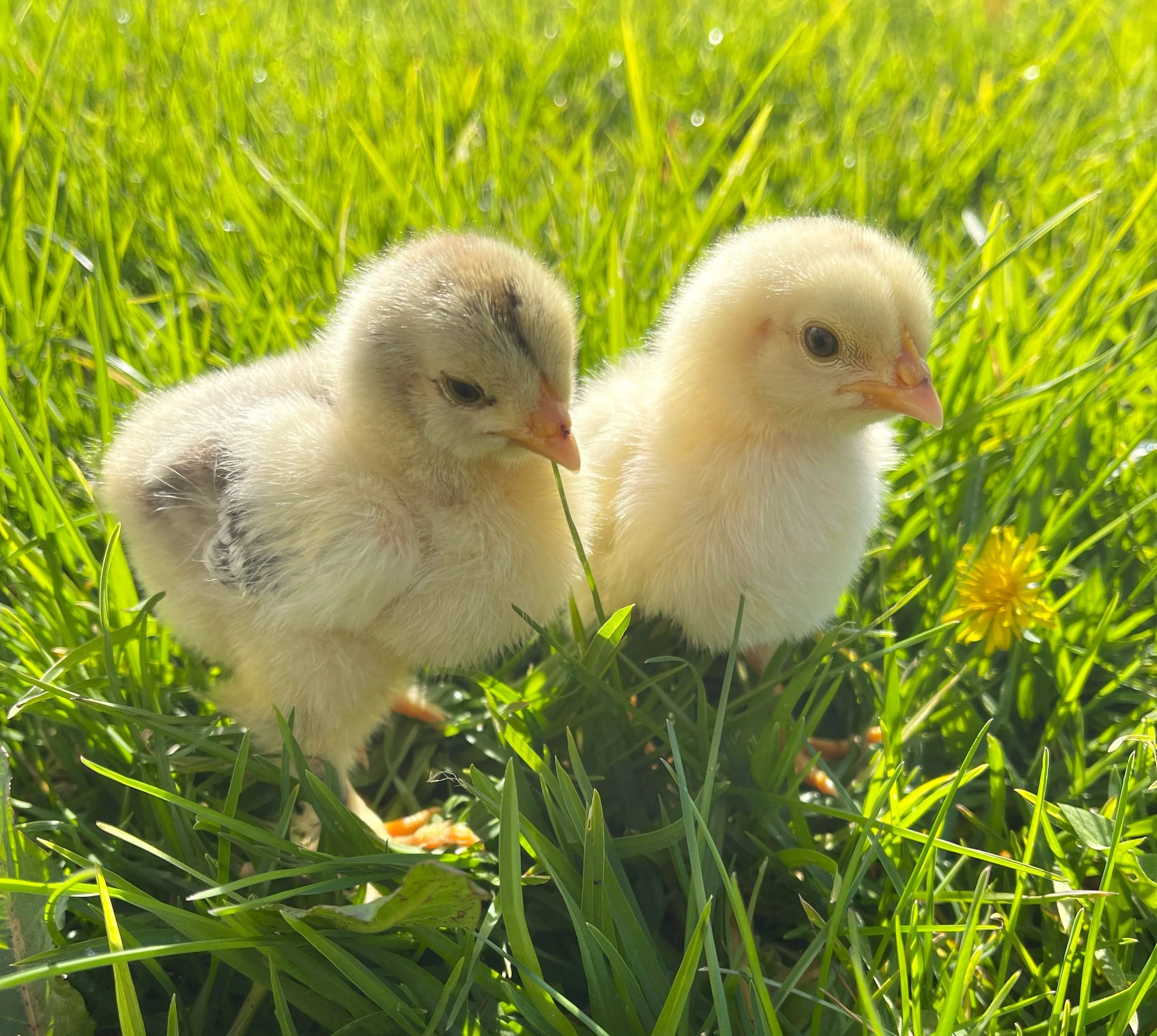 Group of baby chicks feeding under a brooder