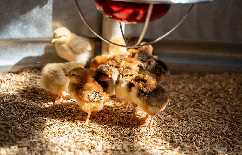 Poultry chicks feeding inside a clean brooding space