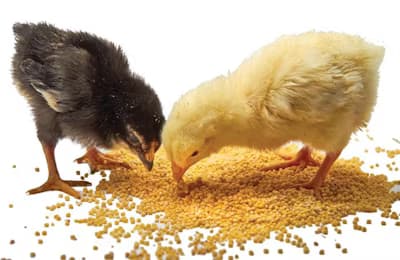 Responsible Feeding hero image