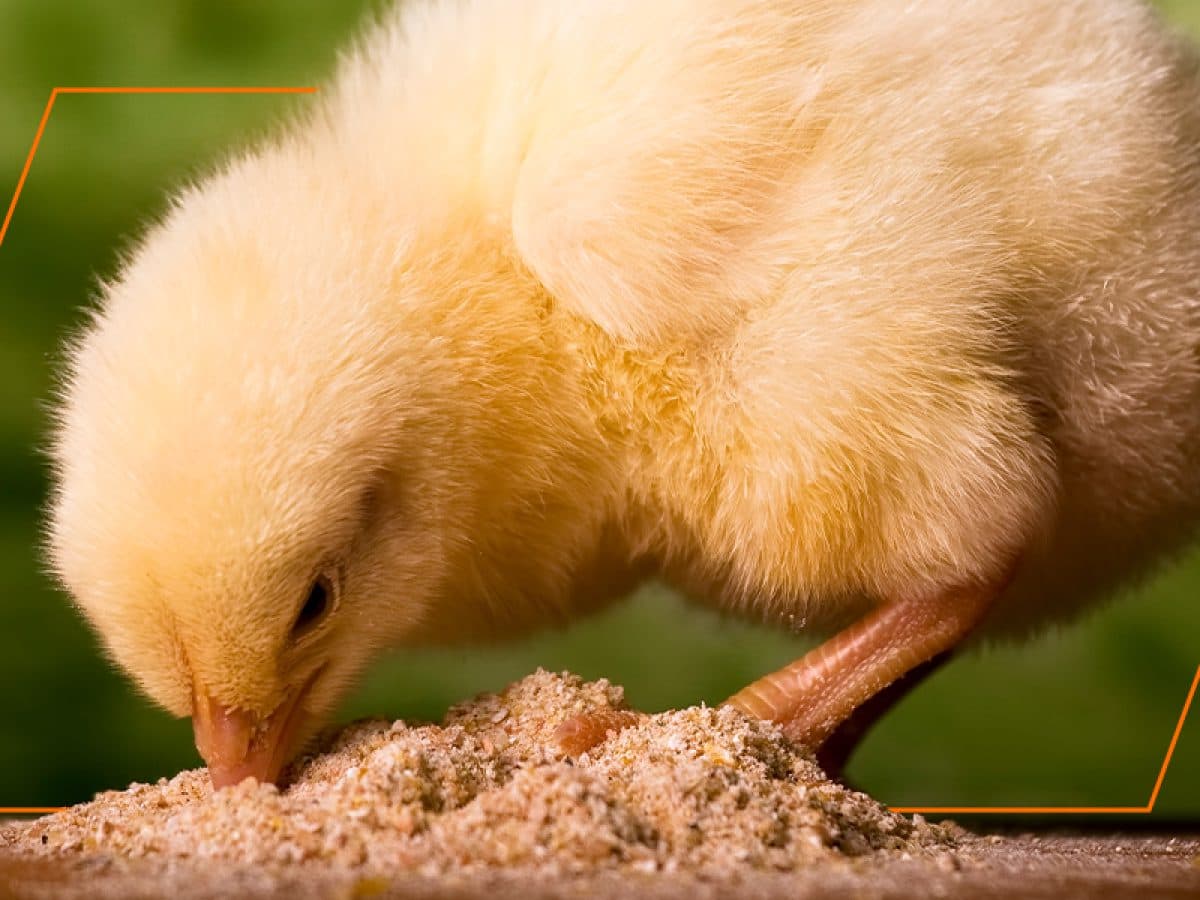 Healthy chicks roaming freely in a poultry enclosure