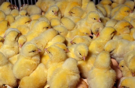 Group of active chicks walking on hay bedding