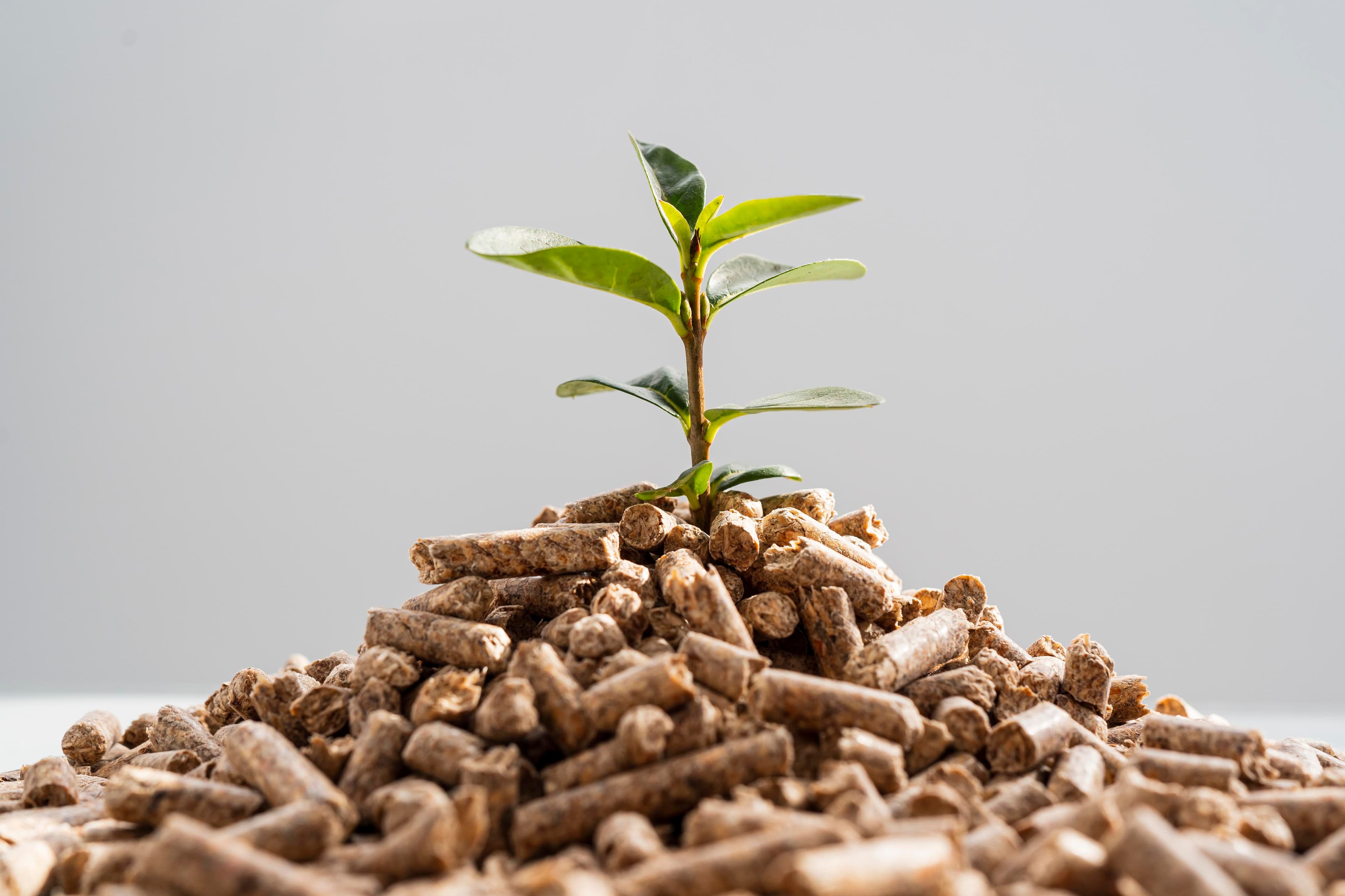 Nutritious livestock feed with grains