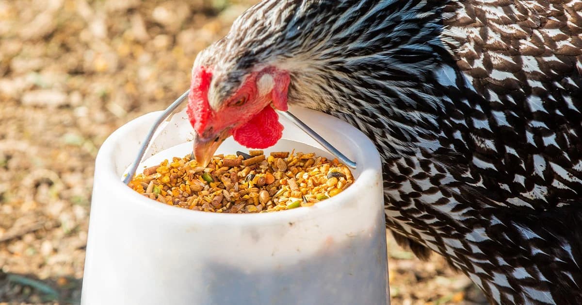 Healthy hen in a free-range poultry setting