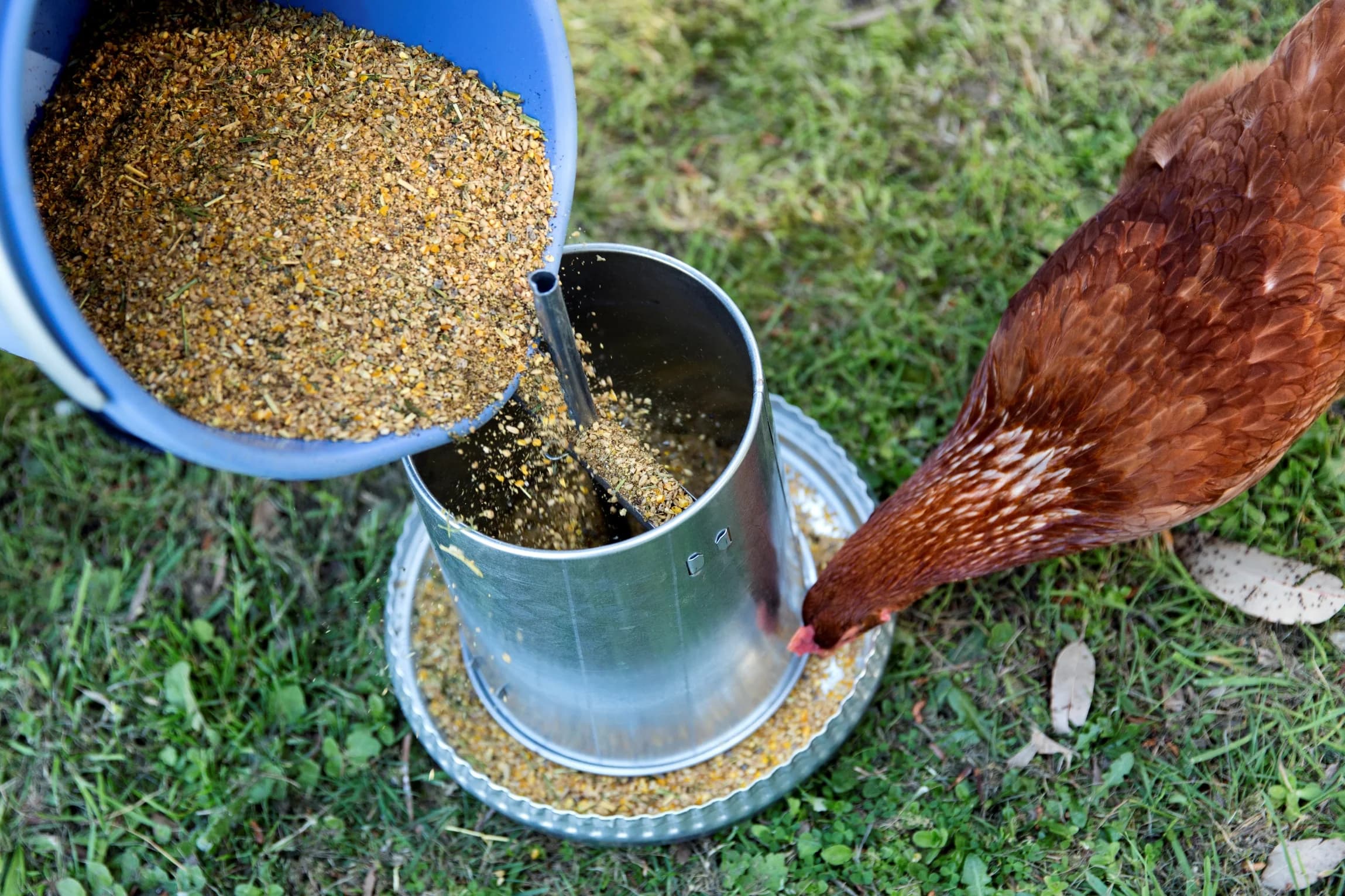 Brown hen in a farm environment looking healthy