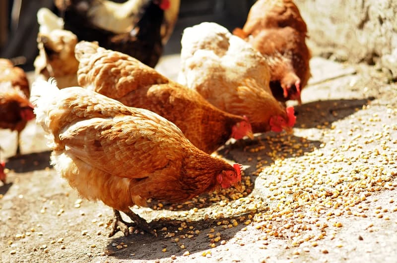 Hen inside a poultry house feeding from a trough