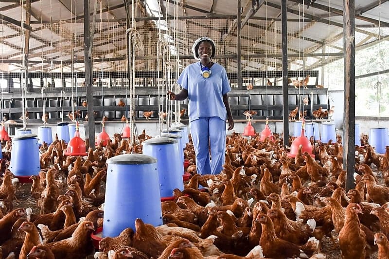 Healthy livestock growing on a farm