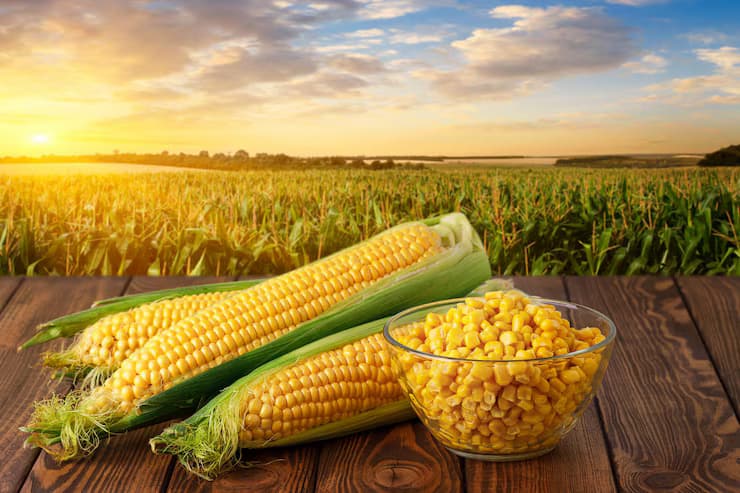 Hybrid maize seed from Kings Seeds Ghana