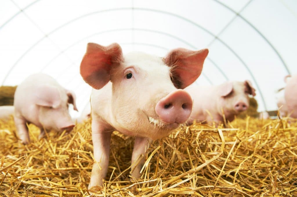 Swine feed for growth and health