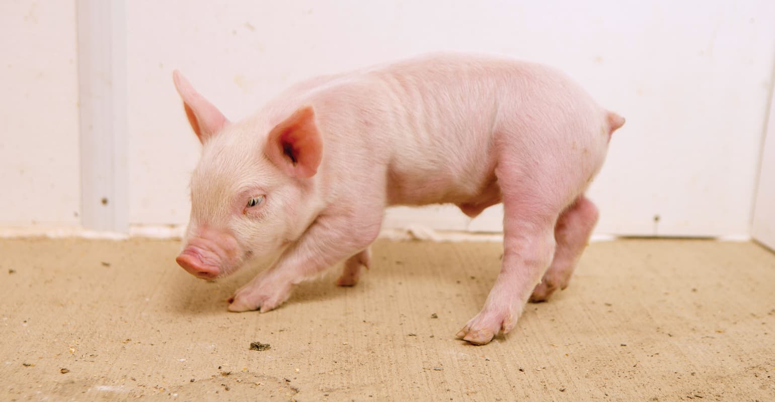 Piglet image representing swine feed options