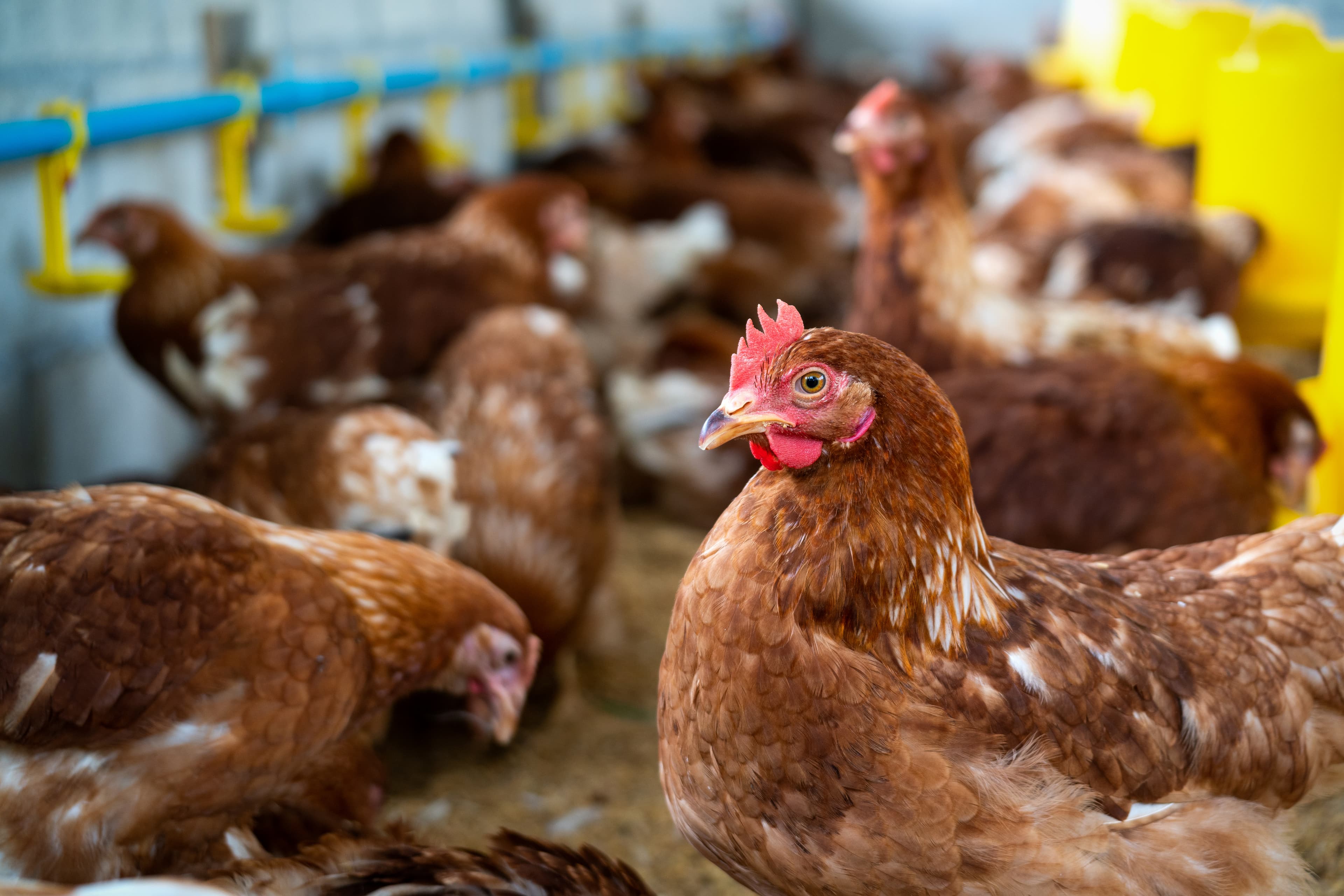 Calm livestock in a stress-free environment
