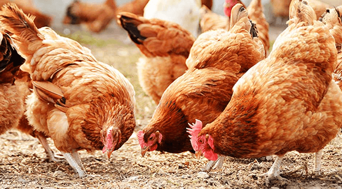 Healthy poultry raised on Big Stars feed